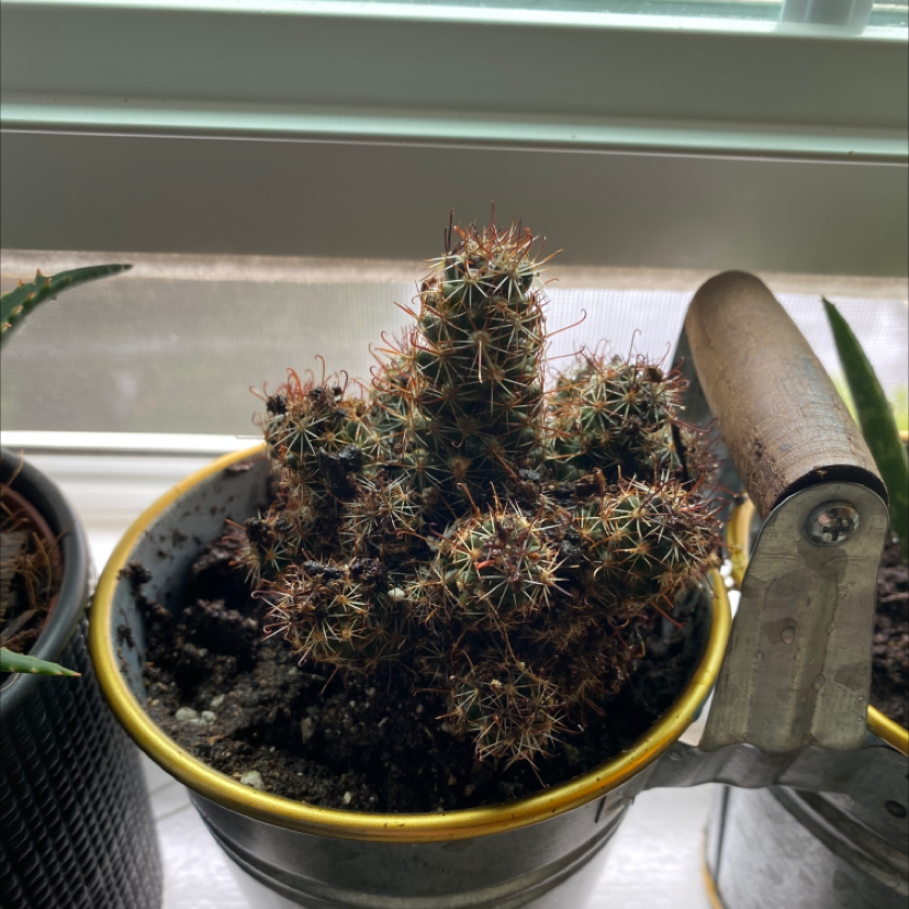 Common Fishhook Cactus in a pot on a windowsill, showing some browning and discoloration.