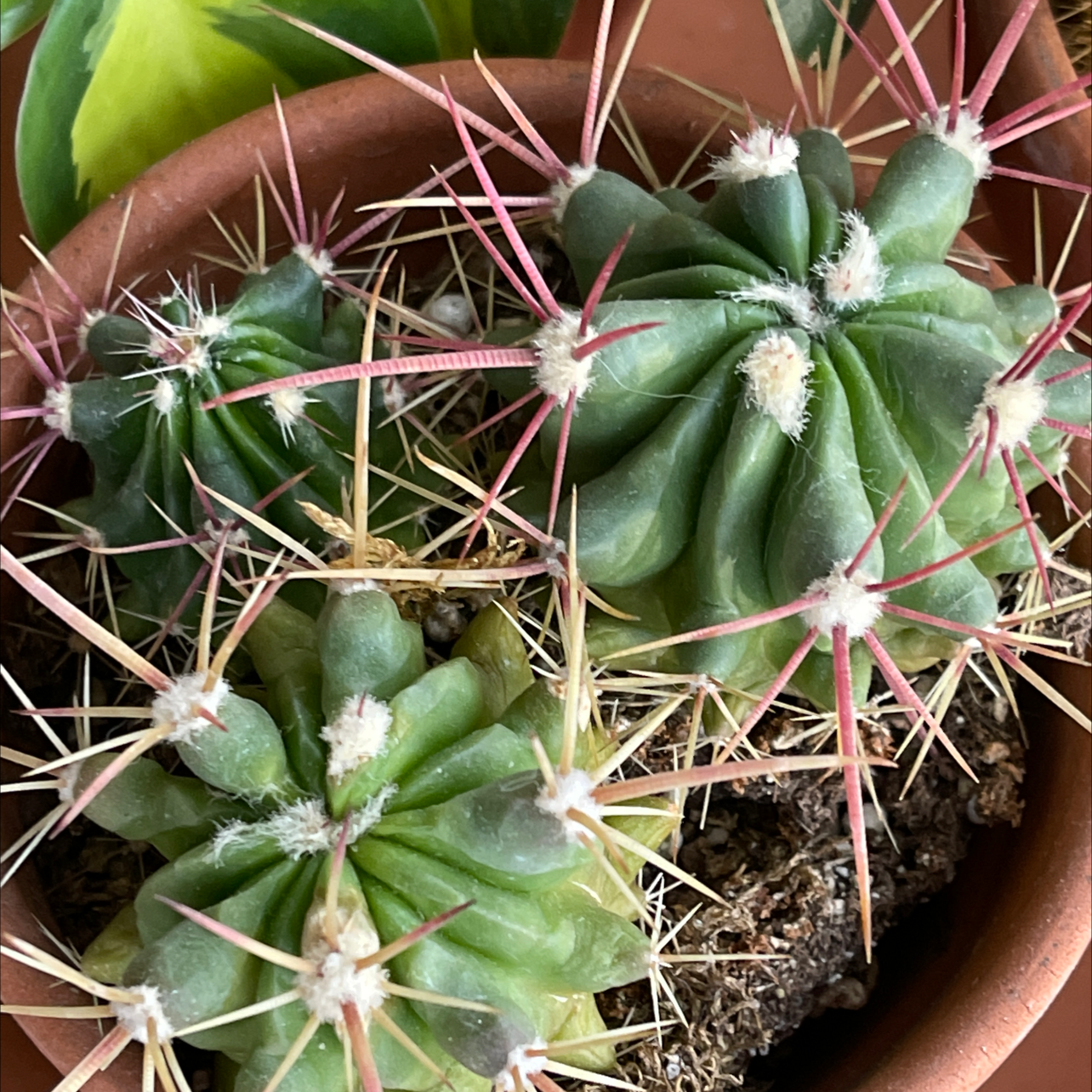 Texas Barrel Cactus in a pot with visible soil and healthy appearance.