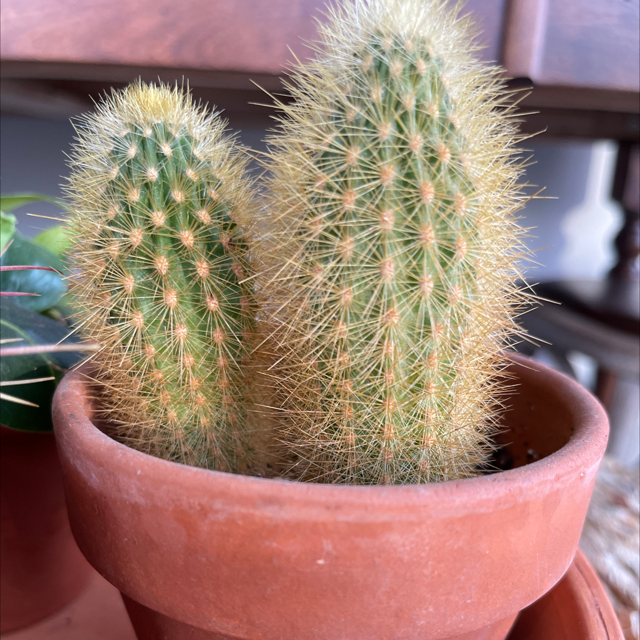 Potted Golden Snakecactus with two healthy stems and visible spines.