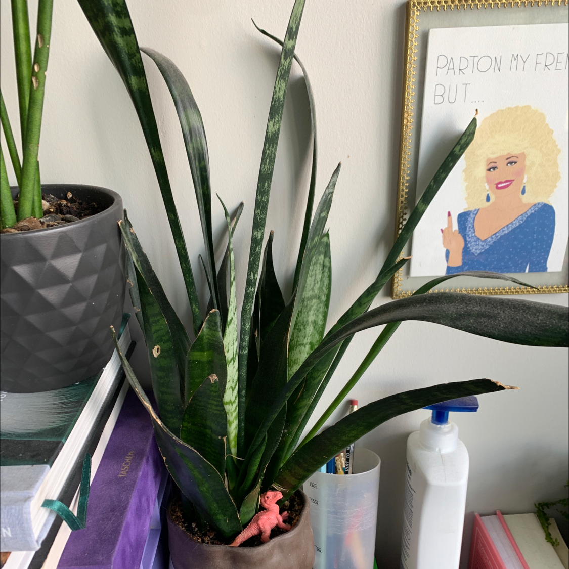 Snake Plant plant photo by @Gregory84 named #24 on Greg, the plant care app.