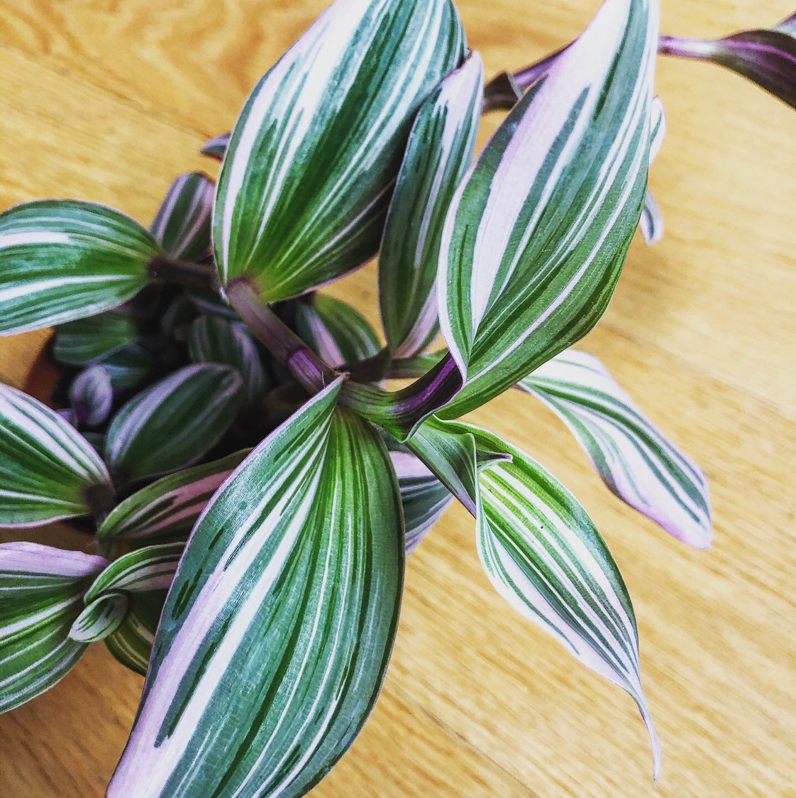 Tradescantia Nanouk plant with vibrant green and white striped leaves.