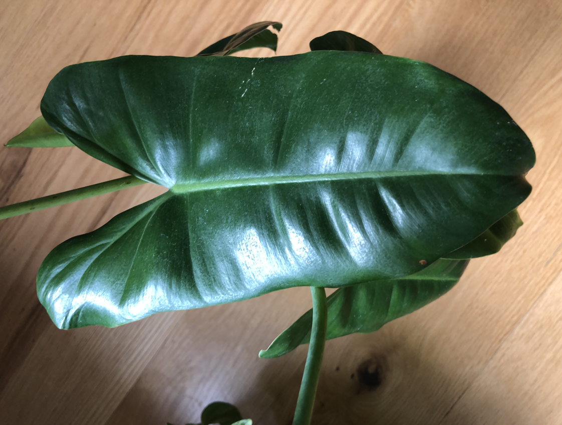 Close-up of a healthy green Burle Marx leaf with no visible discoloration.