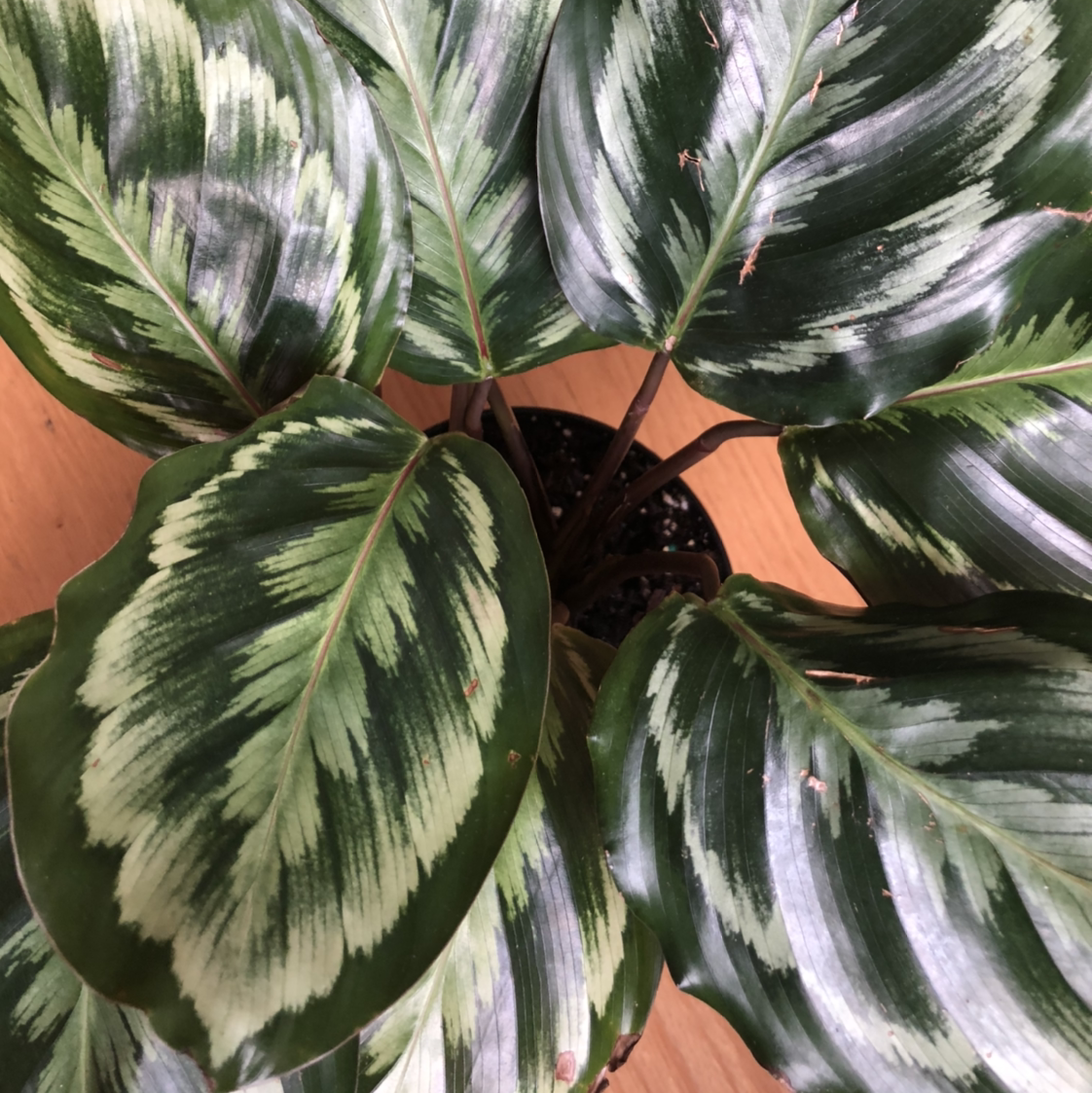 Healthy variegated calathea plant with large oval green striped leaves and red-purple undersides in a terracotta pot.