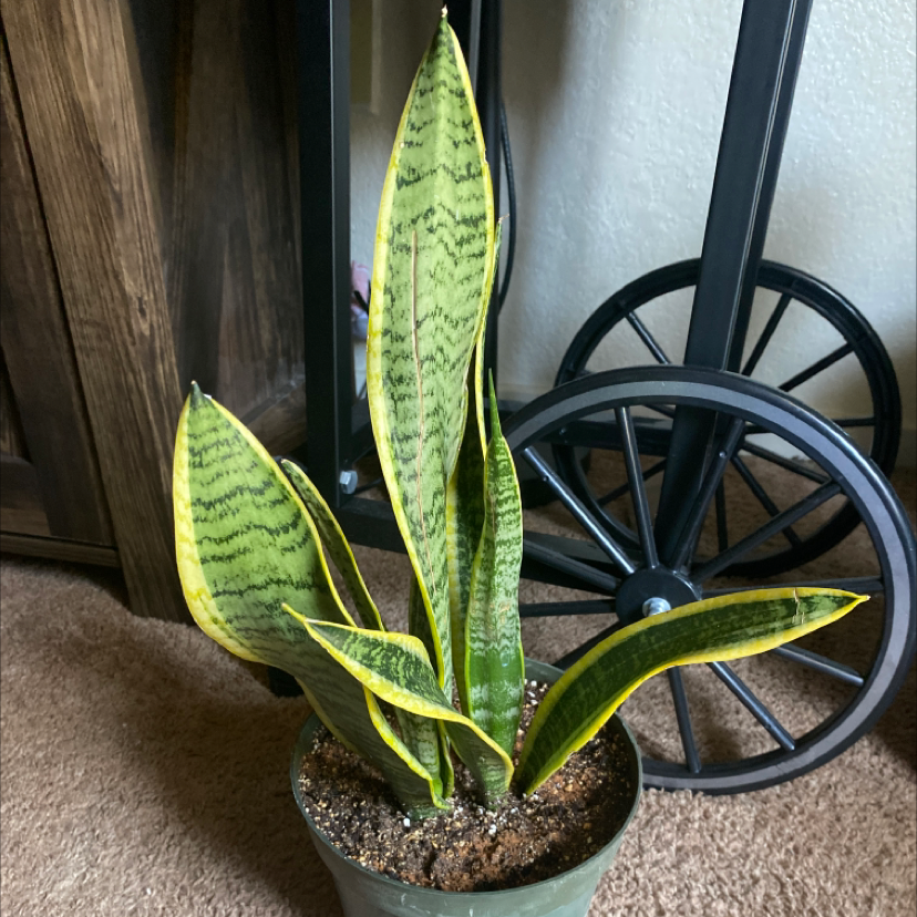 Snake Plant plant photo by @Skyebeari named Gomez on Greg, the plant care app.