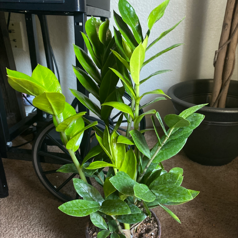 Zamioculcas Zamiifolia plant photo by @Skyebeari named Maya on Greg, the plant care app.