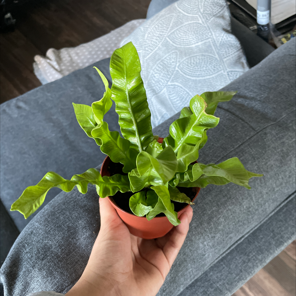 Hart's Tongue Fern in a small pot held by a hand, with a couch in the background.