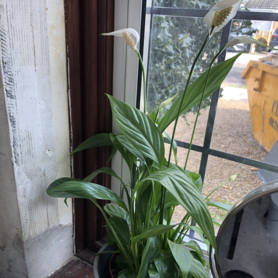 Domino Peace Lily near a window with green leaves and white flowers.