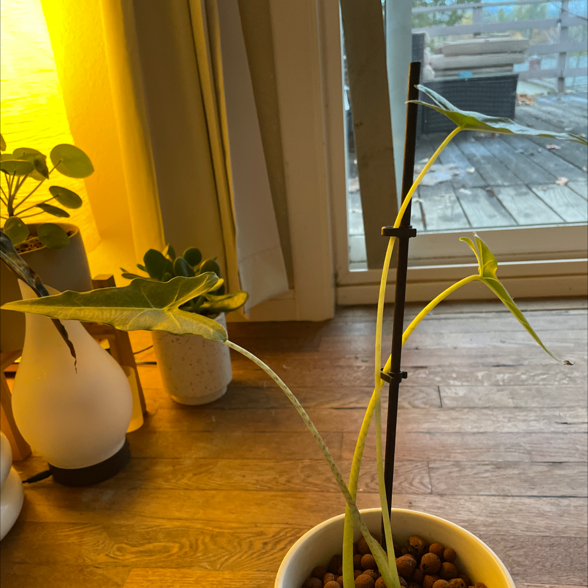 Alocasia 'Sarian' plant indoors near a window with some yellowing leaves.