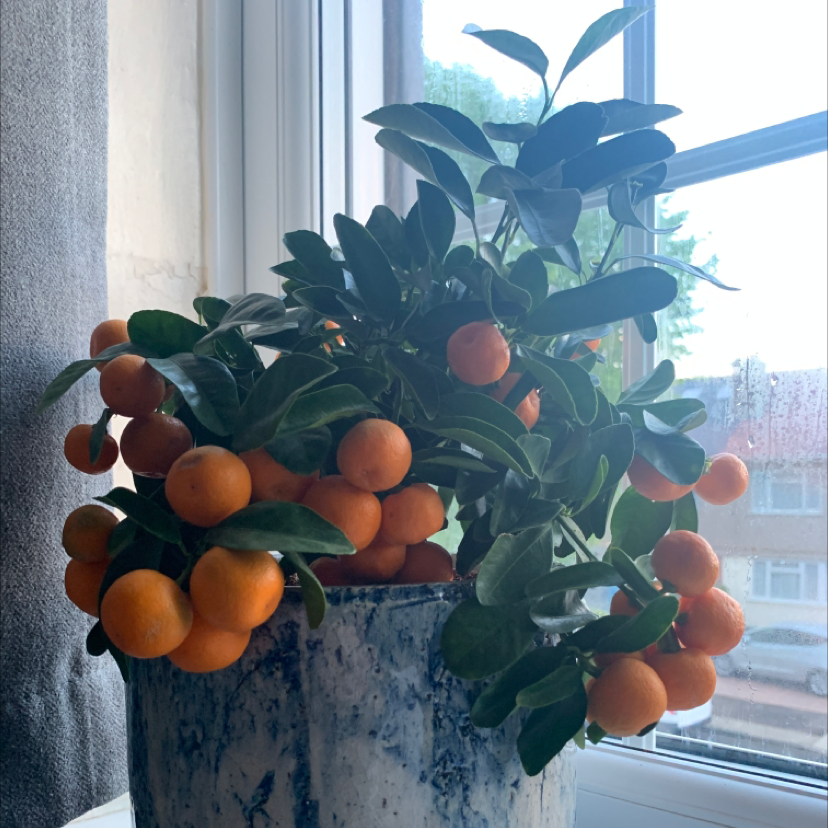 Healthy Oval kumquat plant with numerous fruits in a pot near a window.
