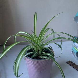 Spider Plant plant in Romford, England