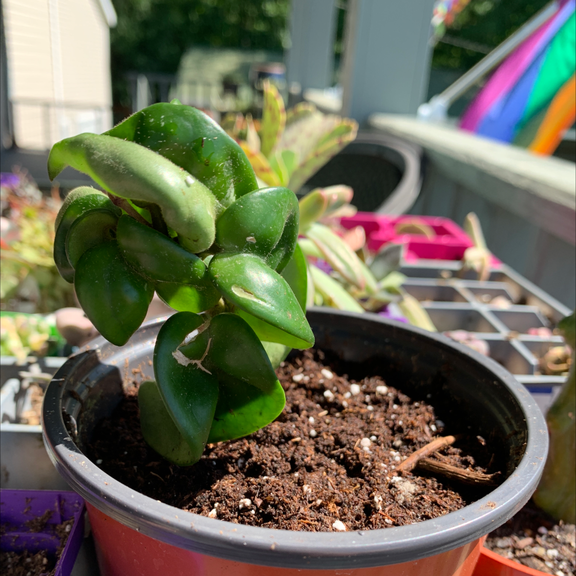 Hoya carnosa 'Compacta' plant in a pot with visible soil, appears healthy.