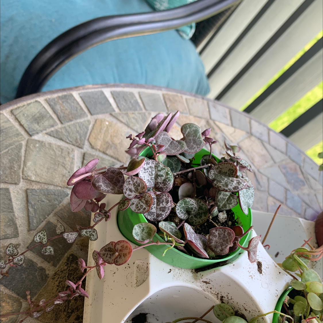 Healthy Chain of Hearts plant in decorative white planter with long trailing vines and heart-shaped green leaves with white speckles.