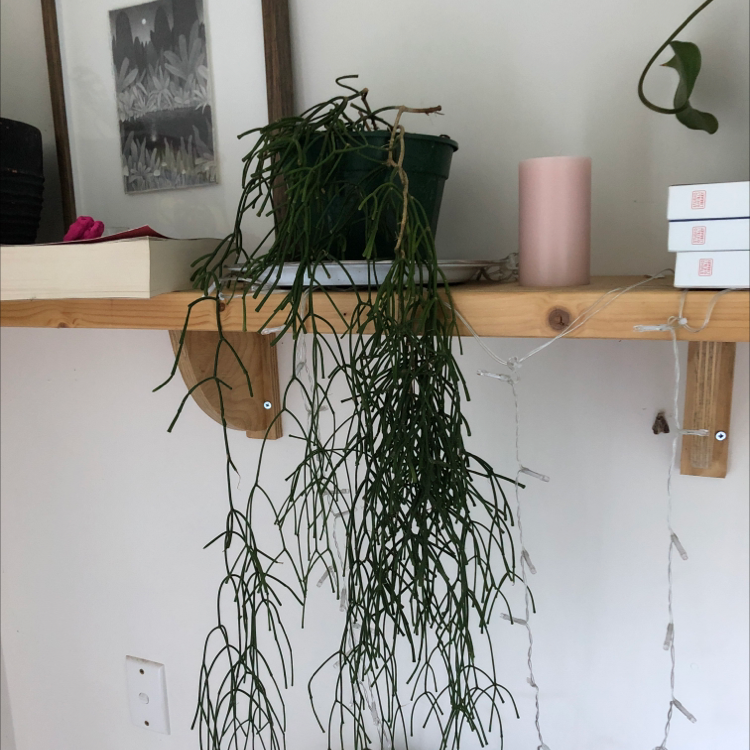 Mistletoe Cactus (Rhipsalis baccifera) in a pot on a shelf with trailing green stems.