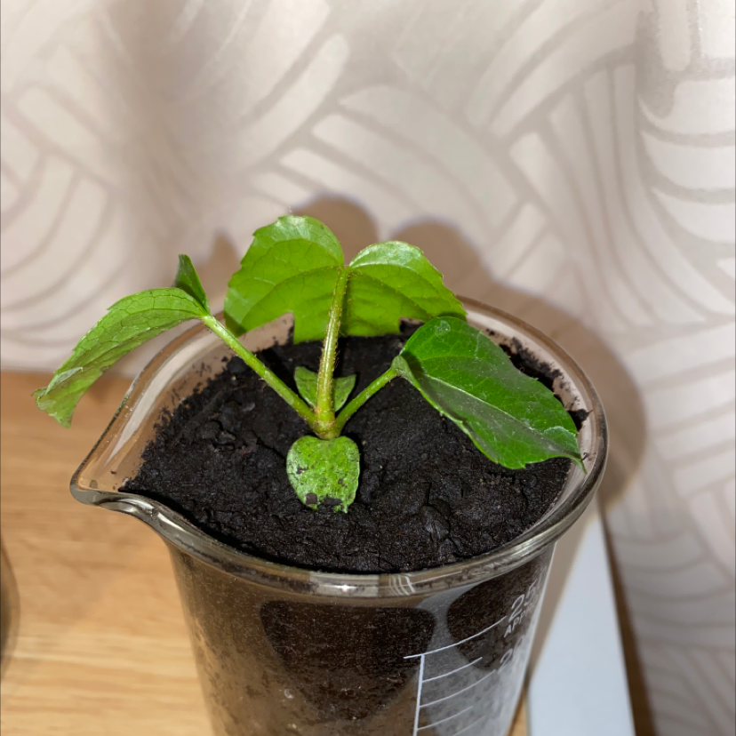 Young Fatsia plant in a beaker with dark soil, patterned curtain background.