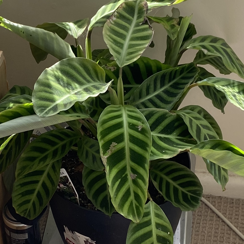 Zebra Calathea plant photo by @Tessmentis named Luna ✨ on Greg, the plant care app.