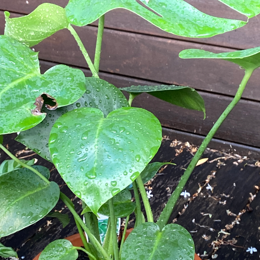 Monstera plant photo by @Tessmentis named Monica on Greg, the plant care app.