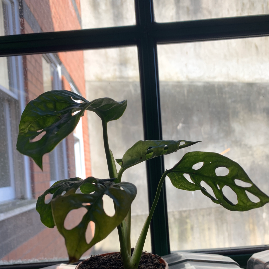 Monstera adansonii 'Laniata' plant with perforated leaves near a window.