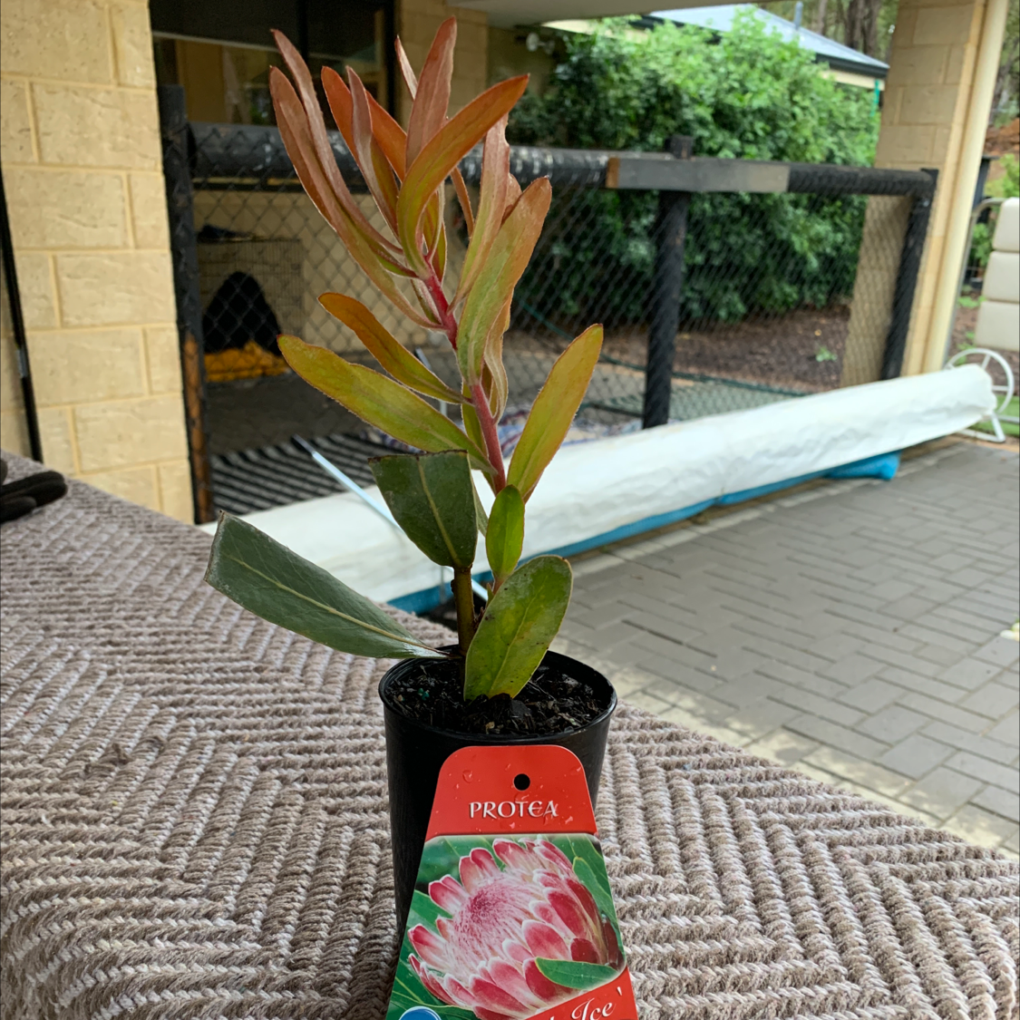 Photo of the plant species Pink Ice Protea by Jasmine named Coco on Greg, the plant care app