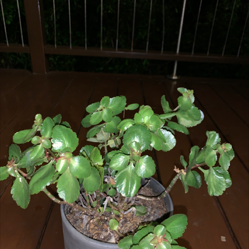 Florist Kalanchoe plant photo by Ellie named Shakira on Greg, the plant care app.