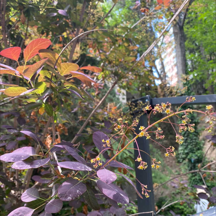 Photo of the plant species Smokebush by @bellau named Your plant on Greg, the plant care app