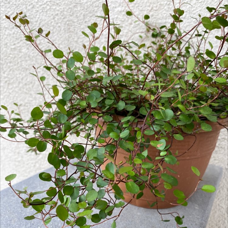 Sprawling Wirevine plant in a terracotta pot with green leaves, well-framed and in focus.