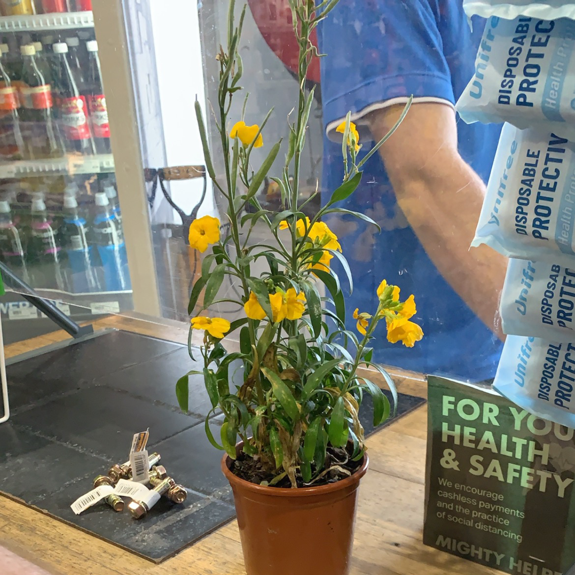 Photo of the plant species Western Wallflower by Milla named Annabelle on Greg, the plant care app