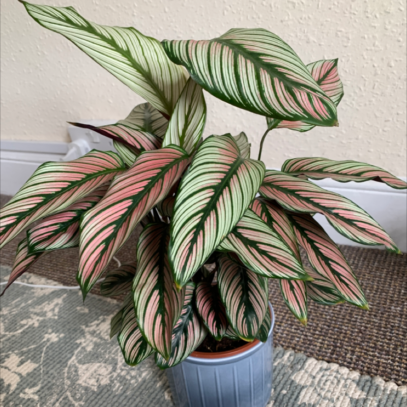 Goeppertia majestica plant with vibrant, variegated leaves in a pot.