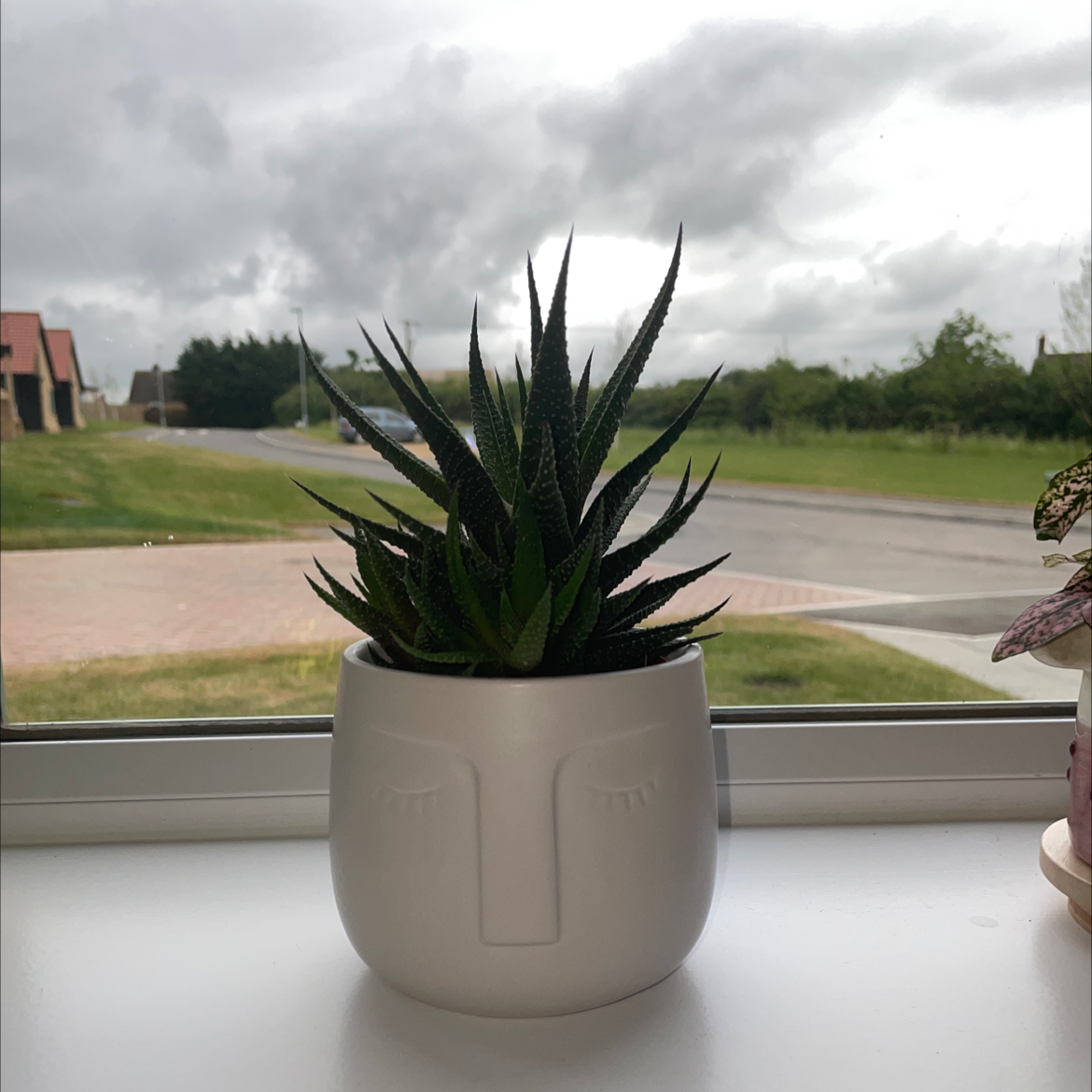 Zebra Plant plant photo by Jasmyn named George on Greg, the plant care app.