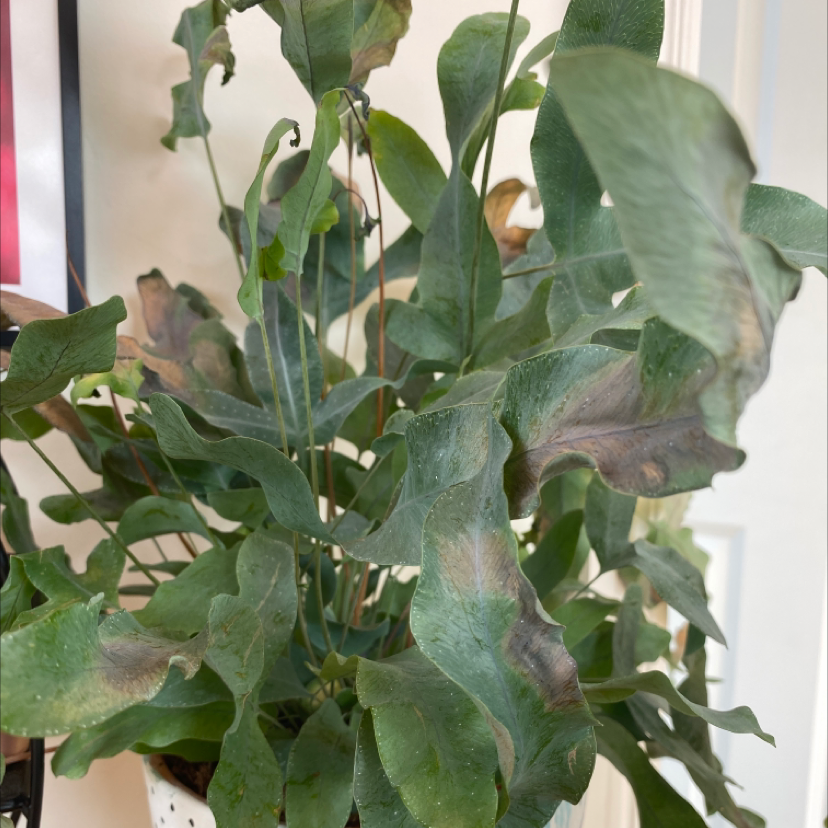 Blue Star Fern plant photo by @tessfitz named Flip flop on Greg, the plant care app.