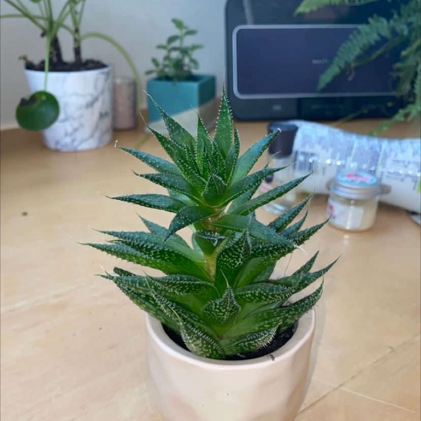 Zebra Plant plant photo by @tessfitz named aloe baby on Greg, the plant care app.