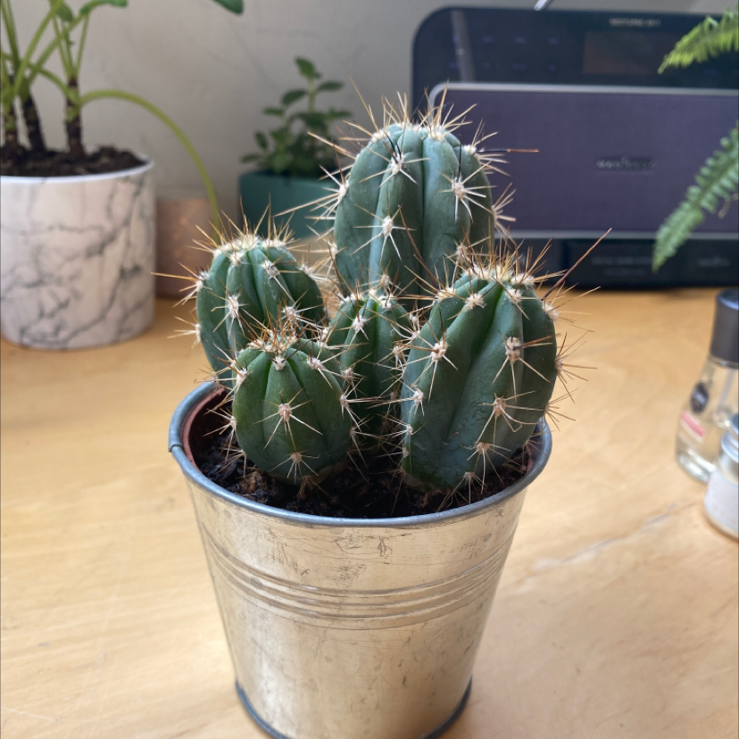 Photo of the plant species Trichocereus huascha cristata by @tessfitz named Pokerface on Greg, the plant care app