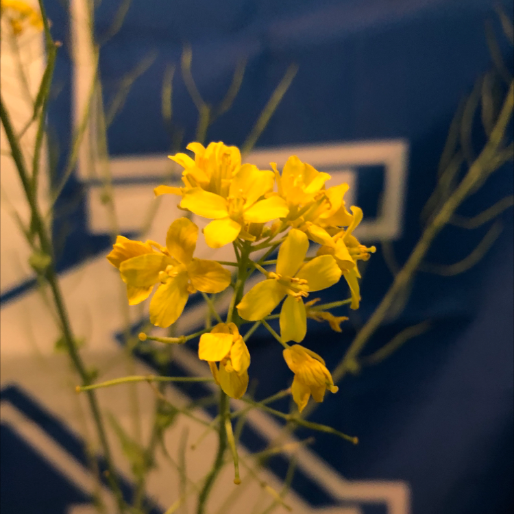 Close-up of a Field Mustard plant with vibrant yellow flowers.