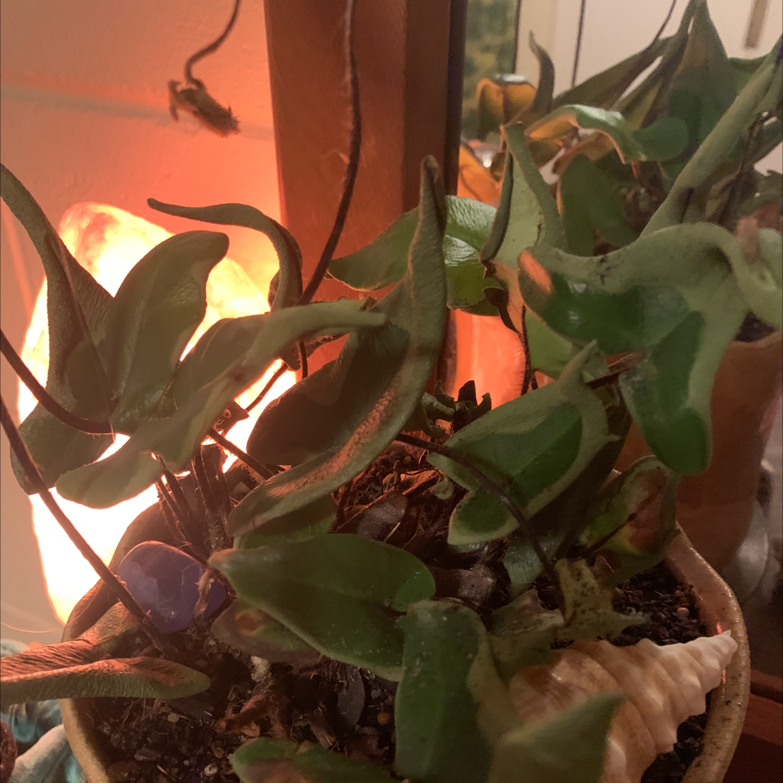 Heart Fern plant in a pot with some yellowing and browning leaves, indoor setting with light source in background.