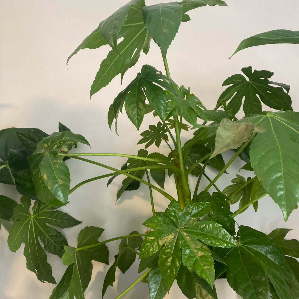 Fatsia plant with large, glossy, palmate leaves. Some leaves show slight discoloration.