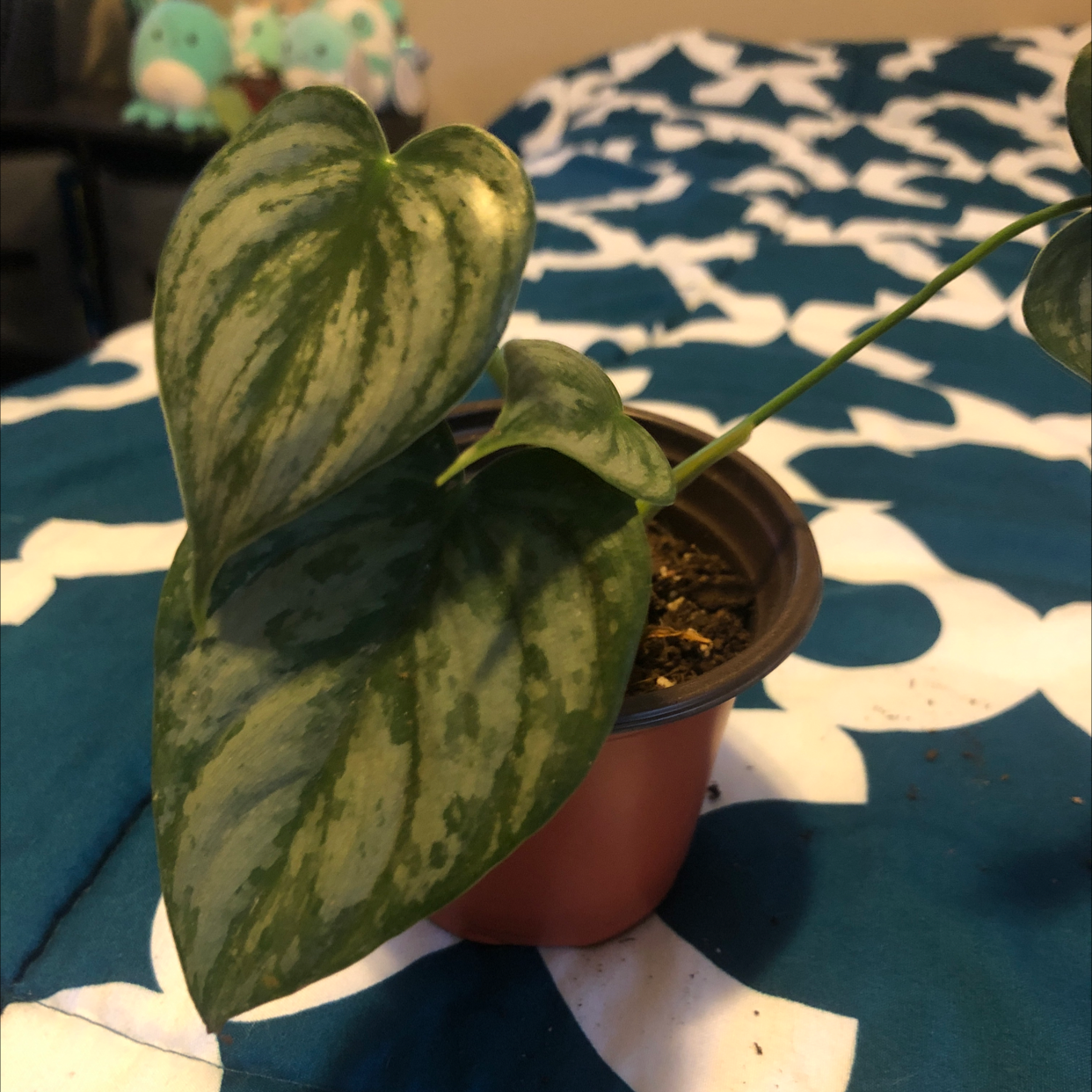 Silver Leaf Philodendron in a small pot with healthy leaves.