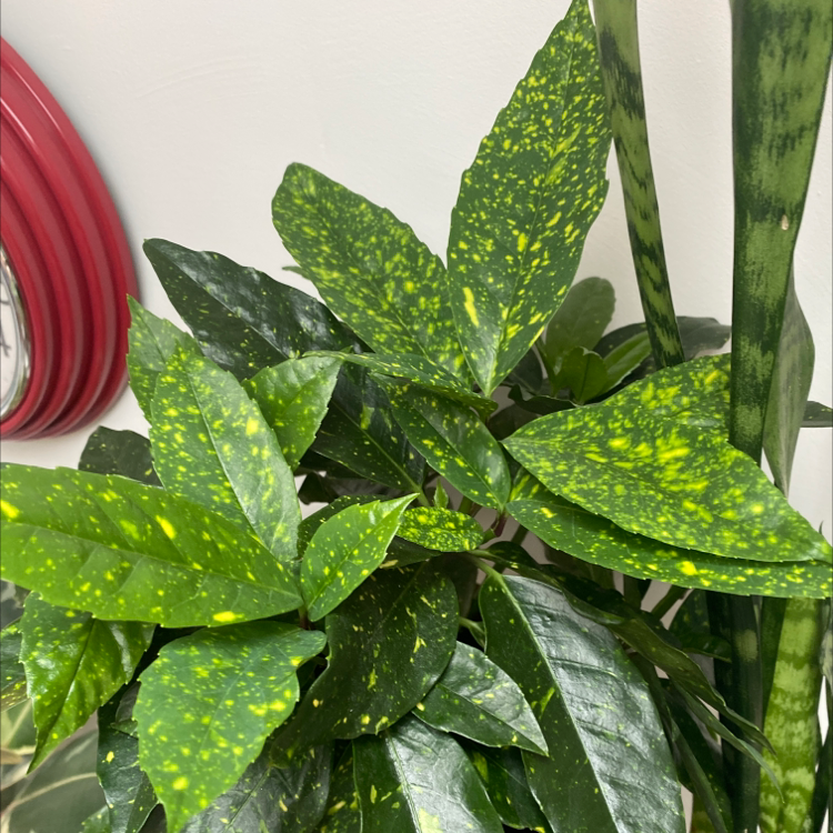 A healthy, mature Japanese Laurel plant with vibrant green leaves covered in distinct yellow spots, characteristic of the species.