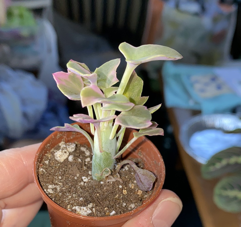 Small potted Candle Plant with green and pink leaves, held by a hand.