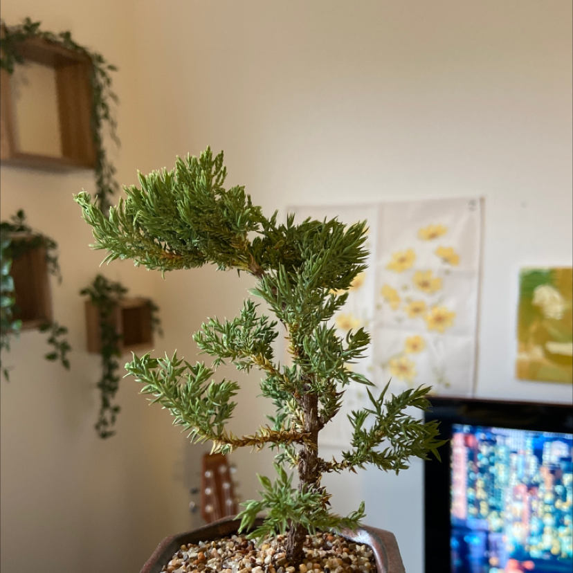 Healthy American Juniper plant in a pot with visible soil, background decor and a television screen.