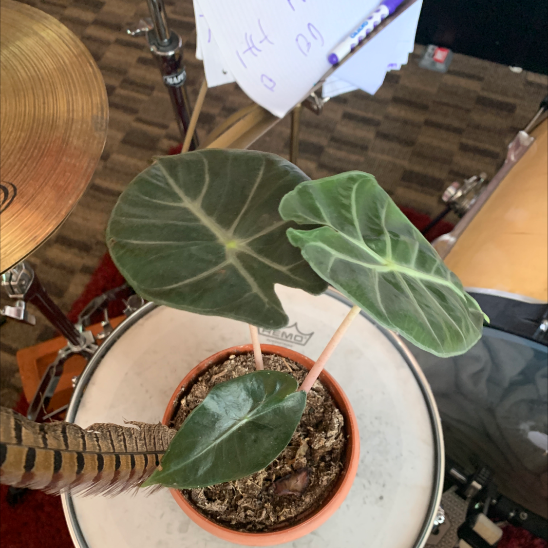 Green Velvet Alocasia plant in a pot with healthy leaves.