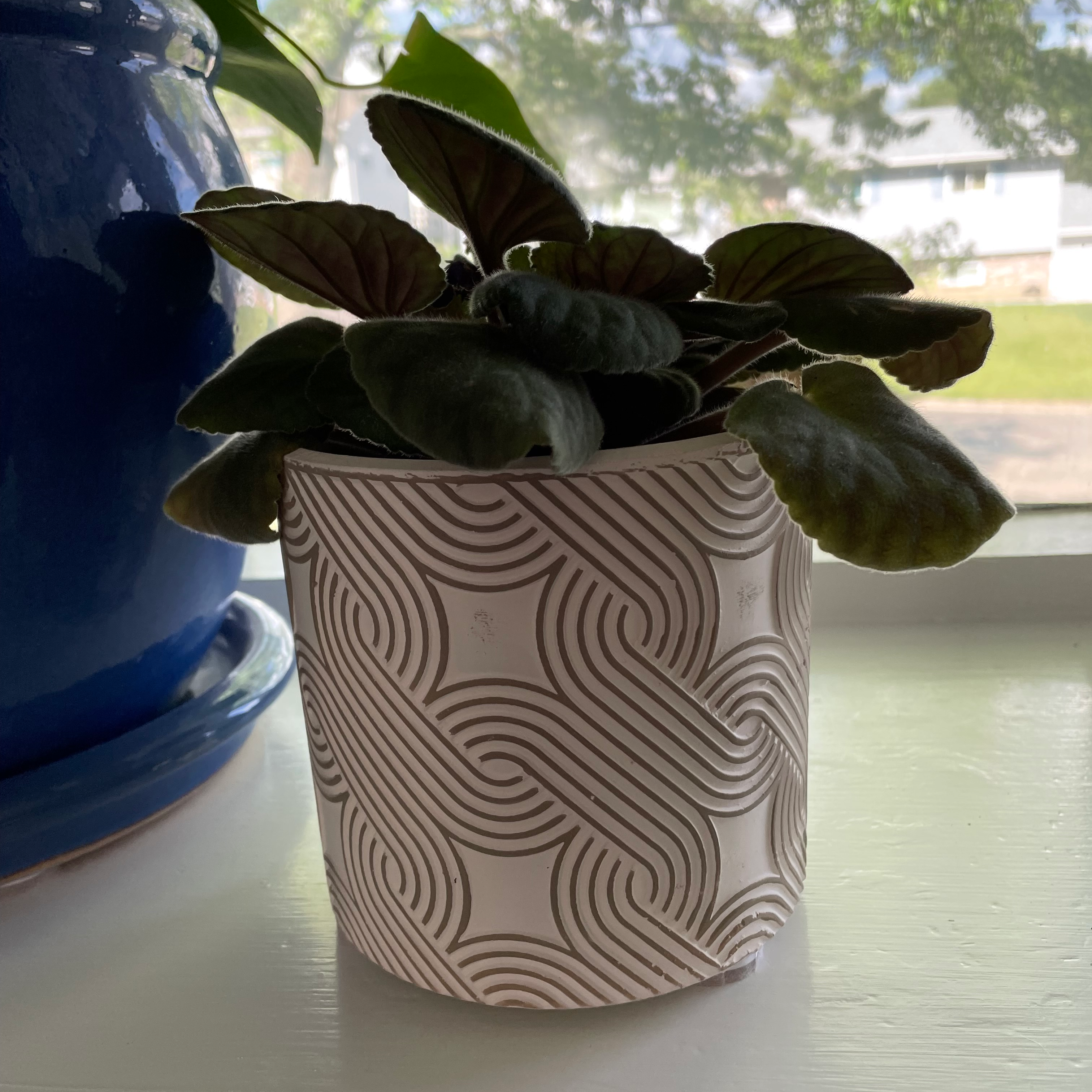 Kenyan Violet plant in a decorative pot on a windowsill.