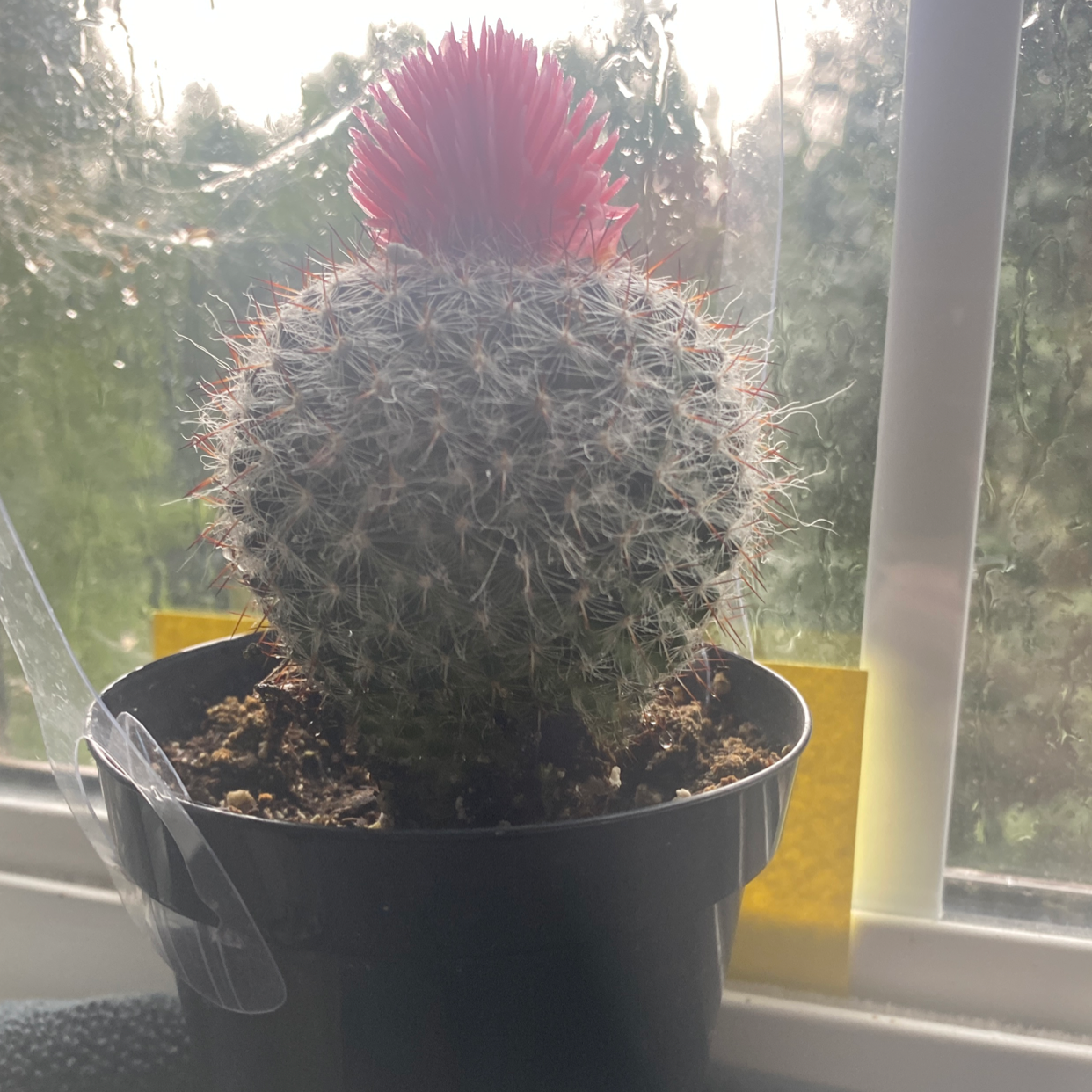 Pincushion Cactus in a pot on a windowsill with a red flower on top.