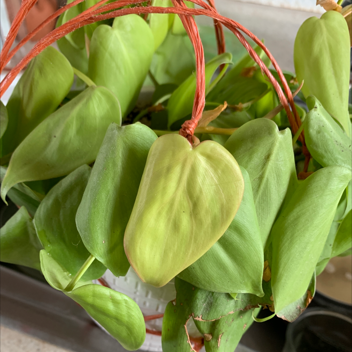 Philodendron Lemon Lime plant with some yellowing leaves in a hanging basket.