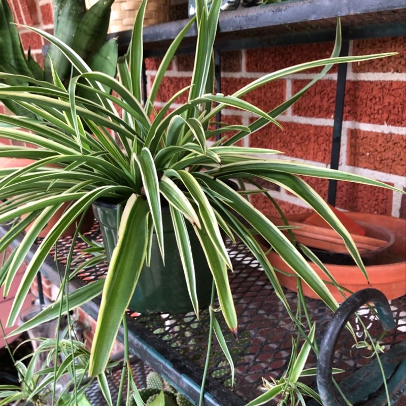 Plant care for Draceana Marley on Greg, the plant care app