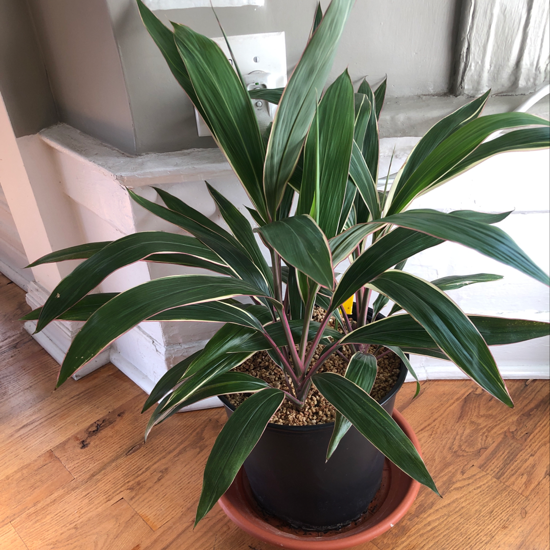 Healthy Ti Plant with vibrant green leaves in a brown ceramic pot, well-framed and in focus.