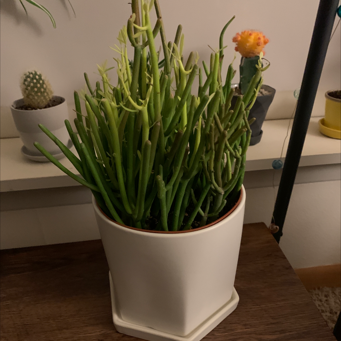 Pencil Cactus (Euphorbia tirucalli) in a white pot with a small flowering cactus in the background.