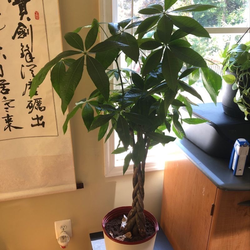 A healthy, lush money tree plant with braided trunk and green palmate leaves, in a red ceramic pot on a dark wood surface.
