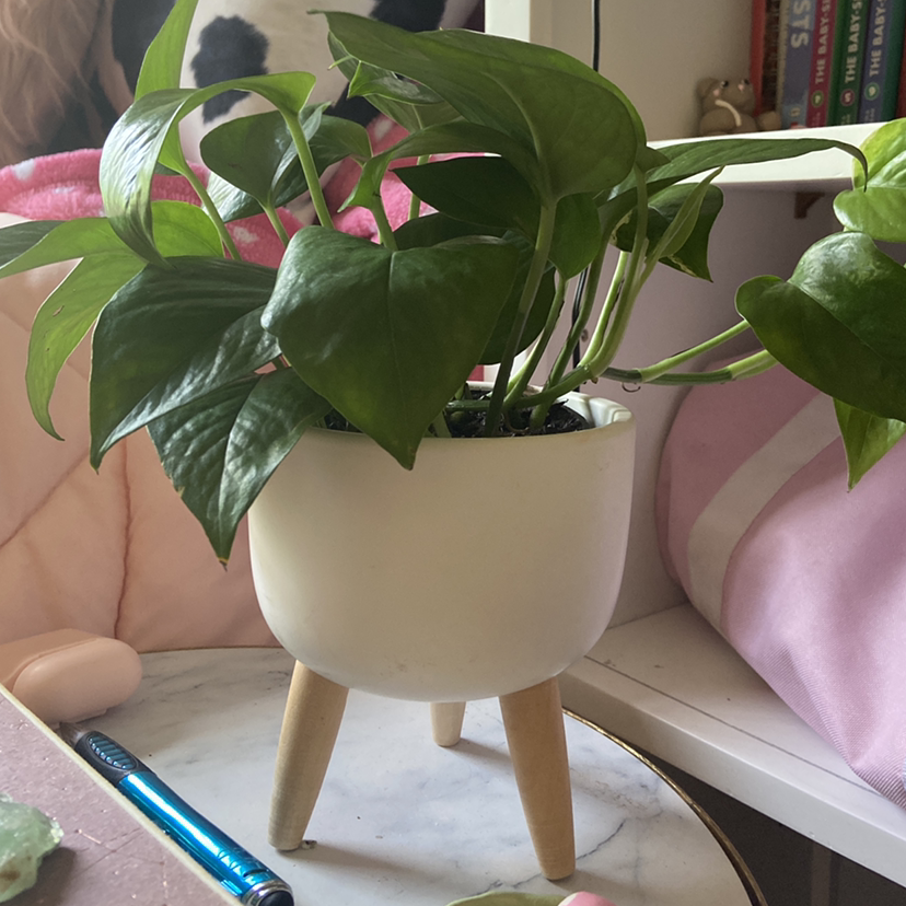 Taro Vine plant photo by @emhawkinsss named paul on Greg, the plant care app.