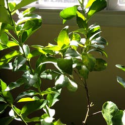 Persian Lime plant