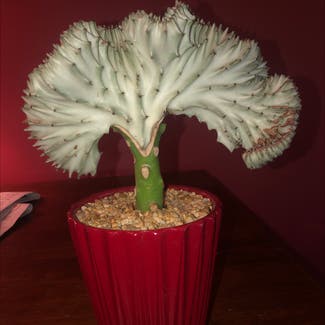 Candelabra Cactus plant in Dover, Delaware