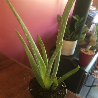 Aloe vera plant in Dover, Delaware